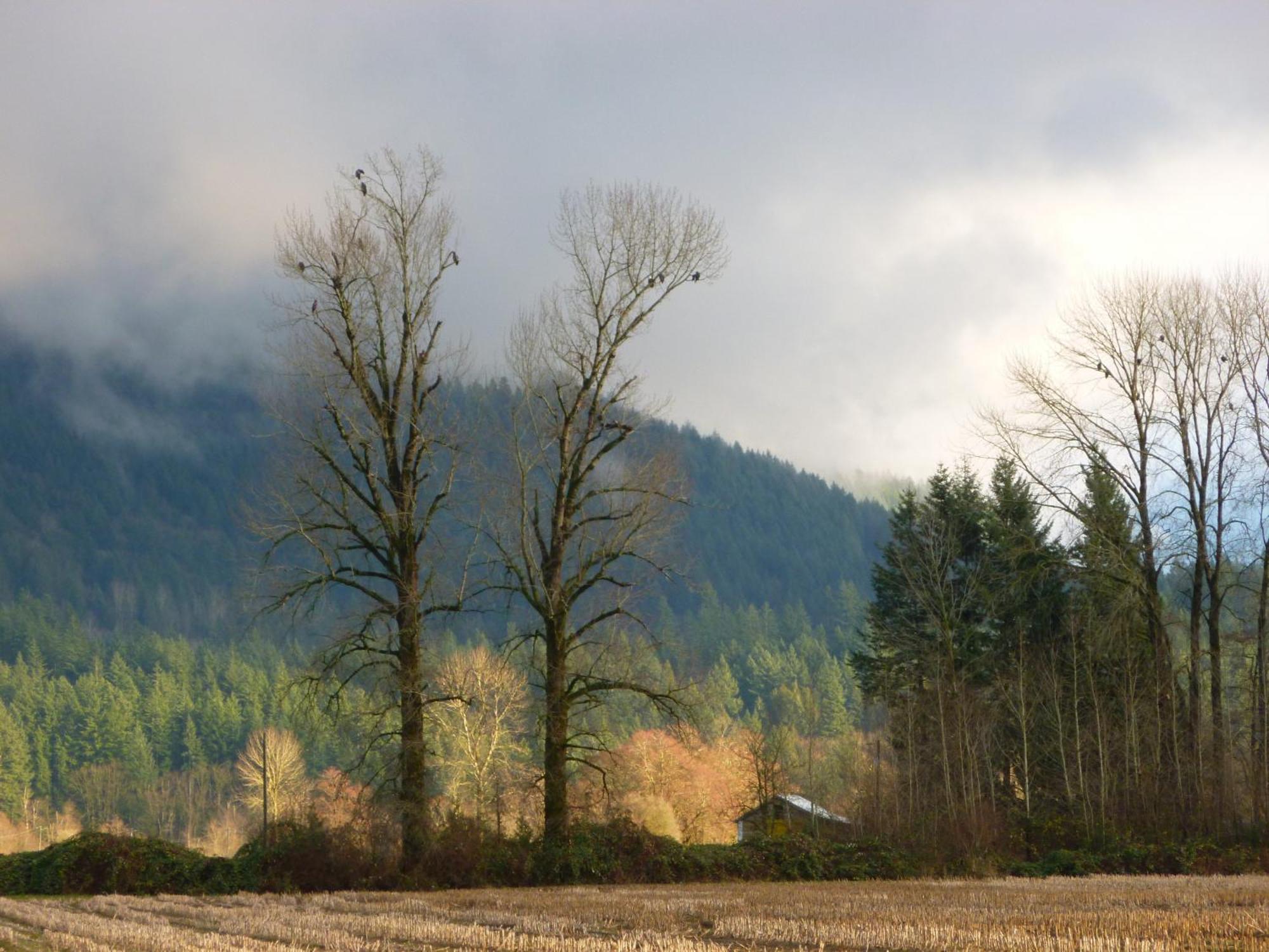 Harrison Hammond House Farmstay Harrison Mills Eksteriør billede